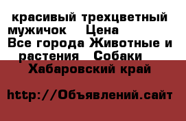 красивый трехцветный мужичок  › Цена ­ 10 000 - Все города Животные и растения » Собаки   . Хабаровский край